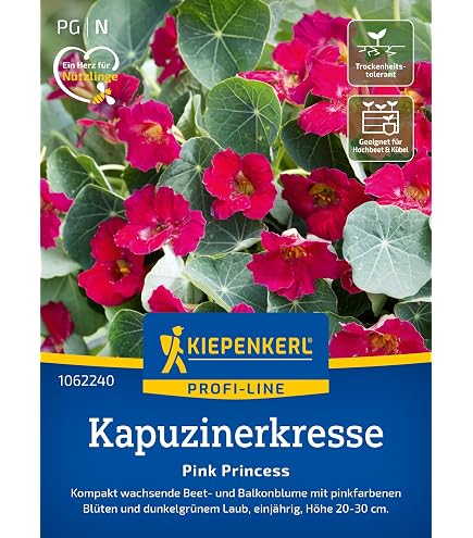 pink variegata Tradescantia Pallida Purpurea Pink Variegata - CUTTING | organically grown  tropical plants main image 1