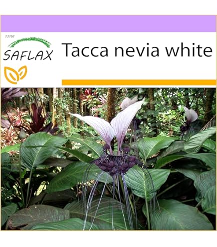 Semi Di Tabacco Glauco (Nicotiana Glauca) - Circa 500 Semi, Variet&agrave; Non Ibrida, Per Giardinaggio