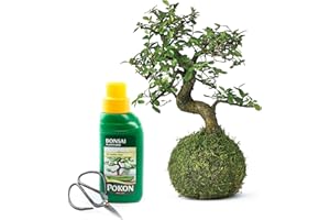Tranquil Plants Chinese elm Bonsai Tree | Home Decor Kokedama House Plant with Green Moss Ball | Indoor Plants for Gardening and Gifts - 10 Years 25cm High (Plant, Tray, Scissor & Feed)