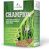 LERAVA CHAMPION - semi prato resistente - sementi prato resistenti alla siccità - seme prato poca acqua - calpestabile - adat