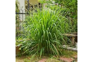 Lemongrass plants. 'East Indian' 9cm Plant x 2. Citrus oriental cooking herb. Tender perennial That can be over-wintered. Available from Bedwen Plants
