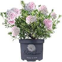 Gardeners Dream Bloombux Rhododendron Pflanze - Immergrüne ...