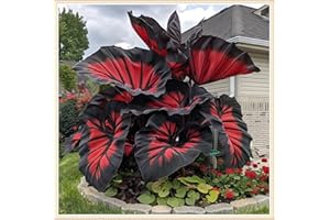 ZZNCHH Easy to Plant/Elephant Ear Bulbs/Alocasia Bulbs/Flowering Rhizome, Excellent Display, Wedding Flowers/Good for Containers-3 Bulbs-J