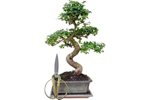 Genki-Bonsai Starterset Chinesischer Liguster ca. 30–35 cm – 3-teiliges Bonsai Komplettset mit Schere & Untersetzer – pflegeleichter Indoor-Zimmerbonsai für Anfänger & Fortgeschrittene