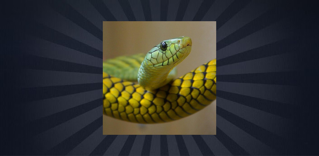 Reptile Species Trivia Quiz Amazon.in Apps for Android