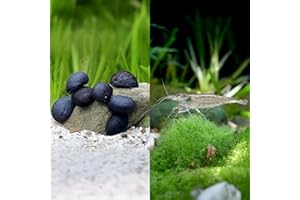 GARNELIO Aquarium Algenfresser Set | 5 Amanogarnelen & 5 Anthrazit-Napfschnecken gegen Algen & Biofilme | Natürliche Reinigung für Aquascapes & Pflanzenaquarien ab 54L | Effektive Algenkontrolle ohne Chemie