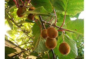 TREE ONLINE NURSERY Golden Kiwi Actinidia chinensis Climbing Plant - Sweet Smooth Edible Fruits 8-10cm Tall Plant