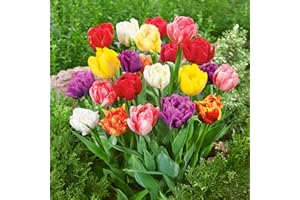 GENERICO Bulbi di TULIPANO| Bulbi provenienti dai migliori produttori Olandesi | Esclusiva selezione e controllo qualità | Fioritura garantita dal primo anno. (8 Tulipani DOPPI TARDIVI MIX)