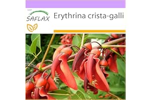 SAFLAX - Ceibo - 6 graines - Erythrina crista-galli