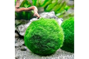 GENERICO Marimo (2 – 4 cm) – Bola de alga Cladophora Aegagropila Musgo con Certificación, Decoración Natural para Acuarios, Terrarios y Recuerdos – Envío sellado 100% humedad (2 unidades)