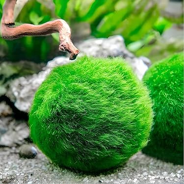 Decorazione Per Acquario E Terrario - Legno Affondato Stile Naturale Per Pesci E Rettili - Foto 4