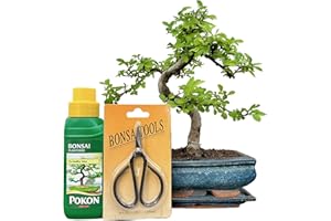 BONSAI2U Bonsai Trees (7yr Old S Style Elm Gift Set)