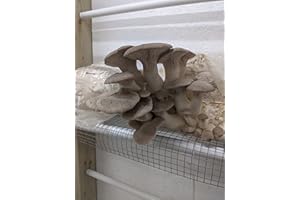 King Oyster Mushroom Spawn/Seed 60g Filter Patch Heat Seal Bag (Pleurotus eryngii) Foragers Table