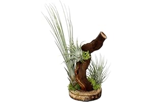 Exotenherz - Tillandsien auf Wurzelbaum - 3 Pflanzen