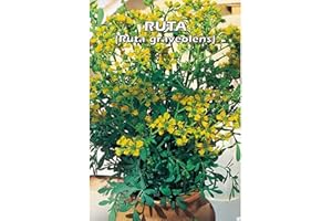 FLORIANA-BULBOSE Italsementi Ruta (Ruta Graveolens)