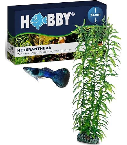 Hobby Vallisneria, 46 cm : Amazon.de: Haustier