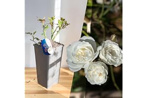 BLUE MAGIC DESIGN Mature Plant Snow Princess White Shrub Rose in 2L Pot: Well-Developed Roots, Ideal for Outdoor Hedging, Walkways, and Trellises