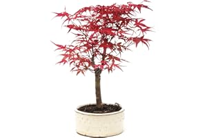 Bonsai Tree, Japanese Maple, 25-30cmTall - Acer Palmatum Deshojo by Bonsai2u