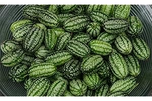 JUST SEED JustSeed - Vegetable - Cucamelon - 60 Seeds