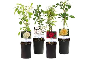GREEN BOUTIQ GreenboutiQ - Rosier grimpant - Rosa Rainbow - Fleurs Rose Blanc Jaune Rouge - Peu d'entretien - 4 plantes - Pot 11cm Hauteur 40cm