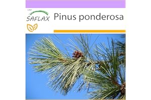 SAFLAX - Ponderosa Pine - 20 seeds - Pinus ponderosa