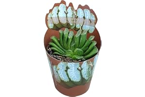 Haworthia truncata sällsynt haworthie sällsynta 6,5 cm kruka 15 cm hög