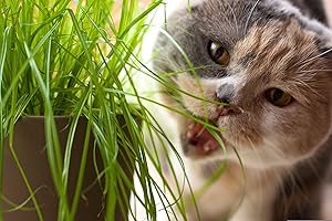 Die Hof Oase 1000 Samen Katzengras (Lolium multifiorum) - Verdauungshilfe und Vitamine für Katzen