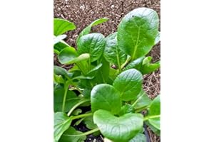 MAGIC GARDEN SEEDS Komatsuna (Brassica rapa var. perviridis) 300 nasion Japoński szpinak gorczycowy