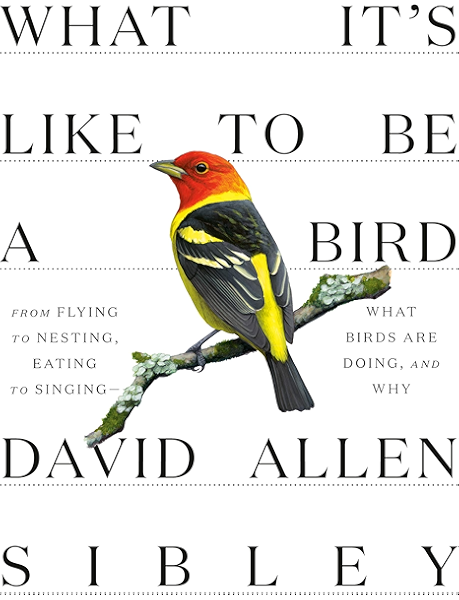 What It S Like To Be A Bird From Flying To Nesting Eating To Singing What Birds Are Doing And Why Sibley Guides English Edition Ebook Sibley David Allen Amazon Fr Boutique Kindle