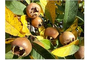 TREE ONLINE NURSERY Common Medlar, Mespilus germanica, Hardy Fruit Shrub or Small Tree, Rarely Offered, Great for UK Climate, Year Old (10cm) Plant in a 8cm Pot