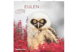 Alpha Edition - Eulen 2026 Broschürenkalender, 30x30cm, Wandkalender mit Platz für Notizen und Termine, beeindruckende Eulen-Motive, Monatsübersicht und Ferientermine DE/AT/CH: Owls