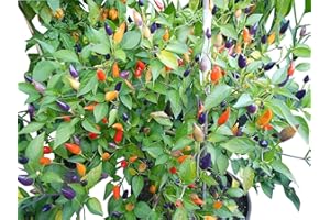 10 Numex Twilight – > caliente pimienta semillas, por samenchilishop – Semillas store-