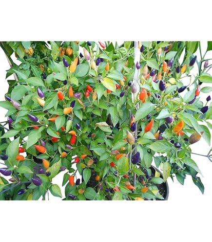 Rocoto Peron Chili seeds, Tree chili Locoto (Capsicum pubescens