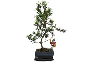 ‎BONSAI2U Exotenherz - Bonsai Steineibe - Podocarpus macrophyllus - ca. 6 Jahre