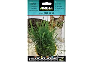 SEMILLAS BATLLE Graines aromatiques de Batlle - Herbe à chat (15g), vert
