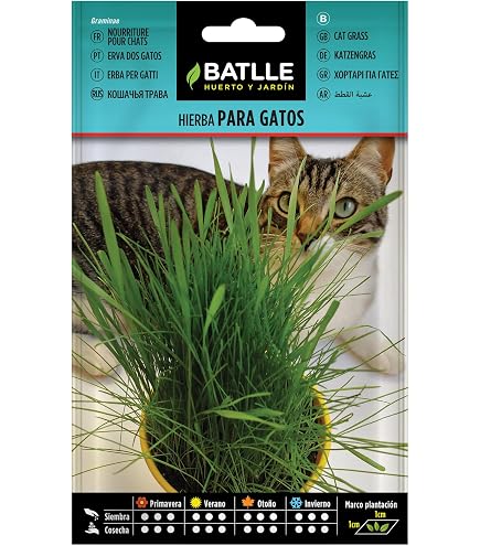 Herbes Aux Chats Bacs à Herbe à Chat ASFRODE - Lot De 2 | Design