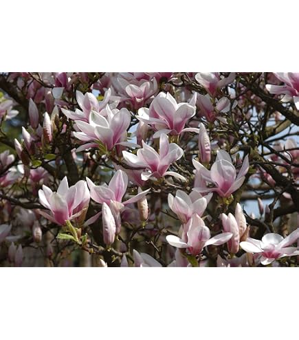 3x Magnolien-Pflanzen 30-40cm – Sorten Soulangeana, Susan Und Stellata – Winterhart & Blühend