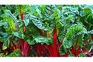 MES GRAINES POTAGÈRES Lote de 200 semillas de acelga de ruibarbo - deliciosas hojas comestibles cocinadas en mantequilla, crema, muy decorativas, sabrosas - buen rendimiento - reproducible