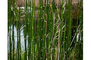 Lincolnshire Pond Plants Ltd - Marginal Aquatic Pond Plant - (Equisetum Hyemale) - 9cm