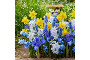Tidig vår Blue & Yellow Collection (50 lökar) exklusiv blandning från | Holland, tålig och perenn för trädgård, krukor (stora lökar, inga frön) tulpaner-narcissus-hyachinths-muscari
