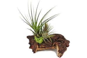 Exotenherz - Tillandsien auf Mopaniwurzel - L - 2 Pflanzen