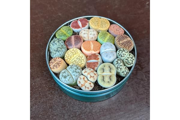 Mélange de plantes Lithops - Sunnyplants, Lithops rares, Plantes Lithops, Succulentes, Pierres vivantes, Lithops, Plantes Colorées, Cadeaux de Plantes (10)