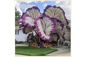 ZZNCHH Easy to Plant/Elephant Ear Bulbs/Wedding Flowers/Alocasia Bulbs/Flowering Rhizome, Excellent Display, Good for Containers-3 Bulbs-F