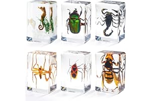 LZMDISU Insect in Resin Specimen, Bugs Collection Paperweights Animal Specimen for Kids Real Bug Preserved in Resin for Scientific Educational Toy Office Desk Christmas Display Supplies (6 Styles)