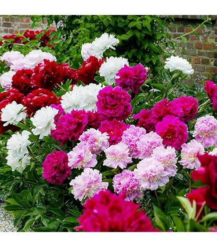 Semi Lilla Viola Syringa Vulgaris - Arbusto Profumato - Foto 6