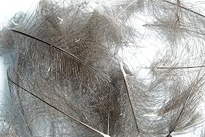 HARELINE DUBBIN Pechetruite 1g - Plumes de CDC (Cul de Canard) Gris Fonce Naturel - pour Montage de Mouche de Peche