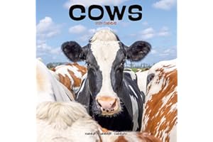 Cows Calendar 2024 Square Farm Animal Wall Calendar - 16 Month