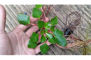 Mühlan Aquatic Plants 3 Trapa Natans for pond, floating plant against algae