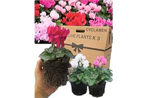 VERDANT LIVING Cyclamen Plants Outdoor Garden Ready - 3 Mixed Colour Outdoor Flowers. Autumn & Winter Planting. Large 10.5cm Potted Size. Well Rooted & Established, Add Colour to Containers, Baskets, Patios & Beds