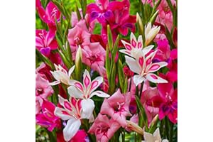 DUTCH BULBS EXCLUSIVE PLANTS FROM HOLLAND Gladioles Botanique Nanus Mix Collection - 50 Bulbes de Fleurs à Planter Exterieur - Plantes Vivaces Exterieur - Rustique - Naturelle Plantes de Hollande (pas de graines, non artificiels)